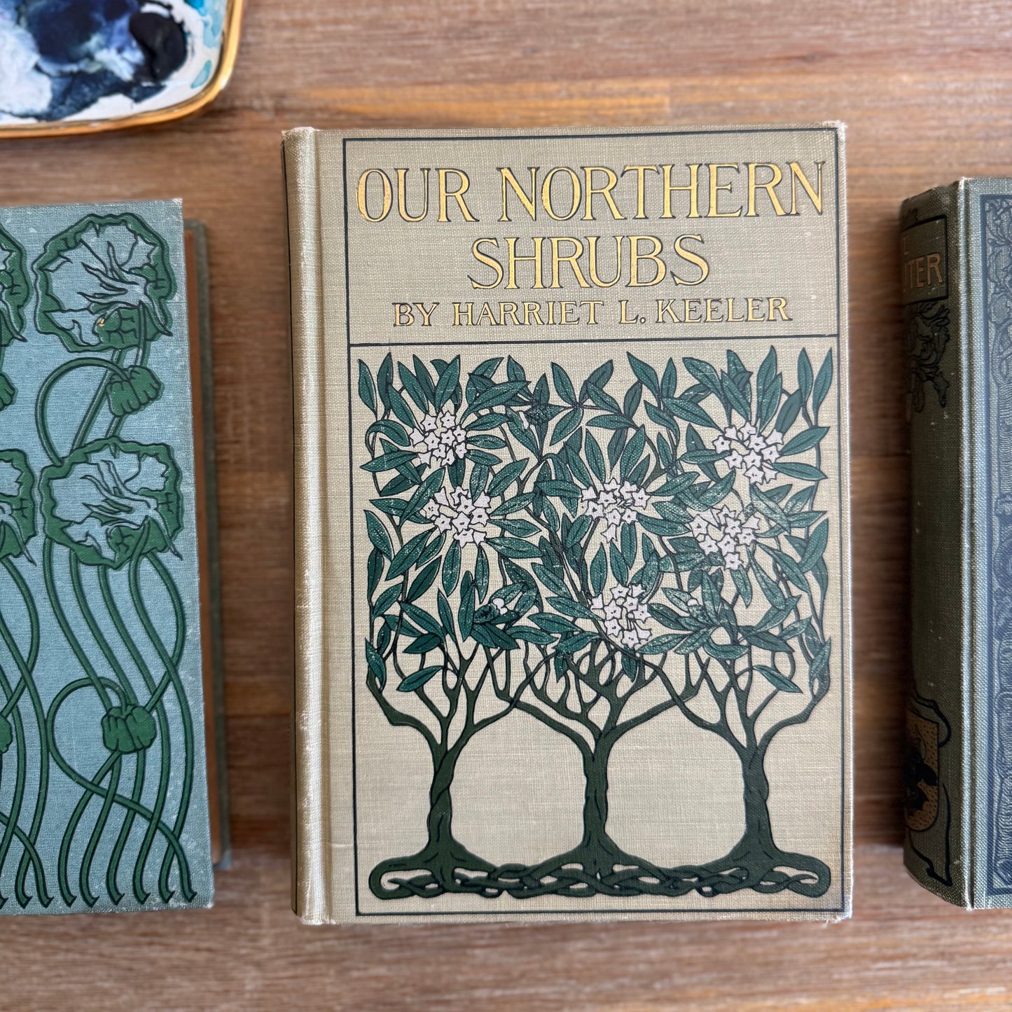 Our Northern Shrubs